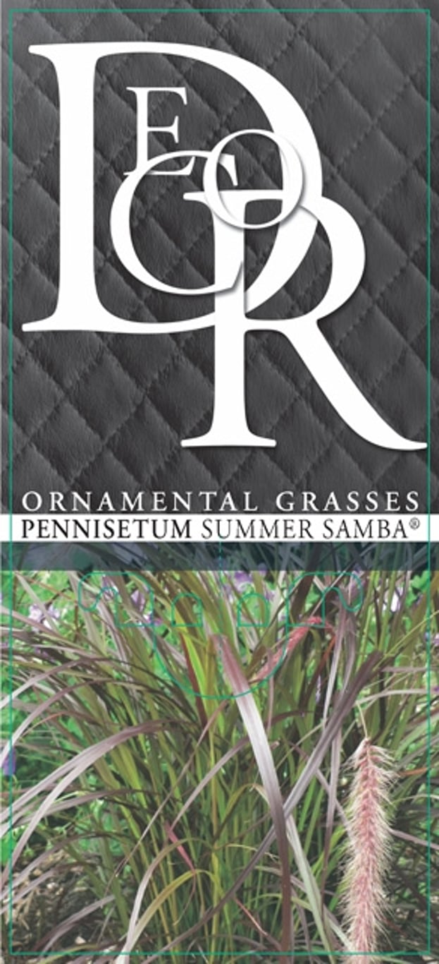 Pennisetum advena 'Summer Samba' - C2